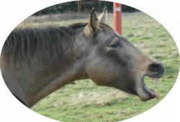 Horse Pony Shiatsu Template Transmission